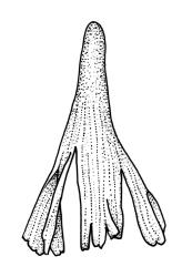 Macromitrium brevicaule, calyptra, dry. Redrawn with permission from Vitt (1983, cited as M. wattsii).
 Image: R.C. Wagstaff © All rights reserved. Redrawn with permission from Vitt (1983). 